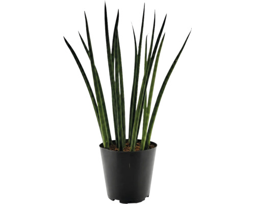Sansevieria cylindrica kamerplant in kunststof pot
