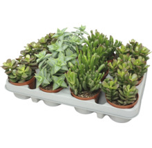 Mix van verschillende vetplanten in een kunststof schaal, onderhoudsvriendelijke kamerplanten voor decoratie.