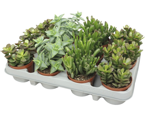 Mix van verschillende vetplanten in een kunststof schaal, onderhoudsvriendelijke kamerplanten voor decoratie. Mix van verschillende vetplanten in een kunststof schaal, onderhoudsvriendelijke kamerplanten voor decoratie.