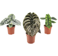 Drie Alocasia kamerplanten in potten met gestructureerde bladtekening