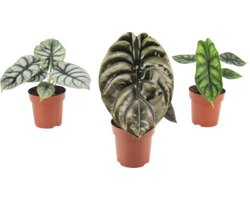 Drie Alocasia kamerplanten in potten met gestructureerde bladtekening