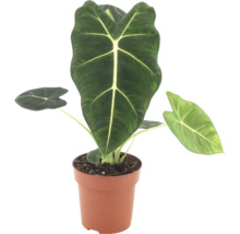 Alocasia Frydek in een kunststof pot als kamerplant met pijlvormige bladeren en opvallende bladnerven