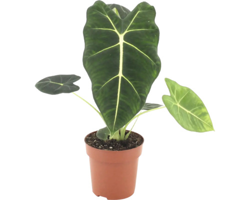 Alocasia Frydek in een kunststof pot als kamerplant met pijlvormige bladeren en opvallende bladnerven