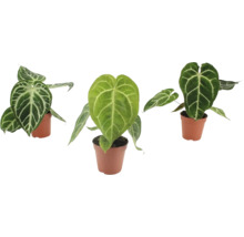 Drie Anthurium Crystallinum planten met hartvormige bladeren en opvallende witte bladnerven in plastic potten.