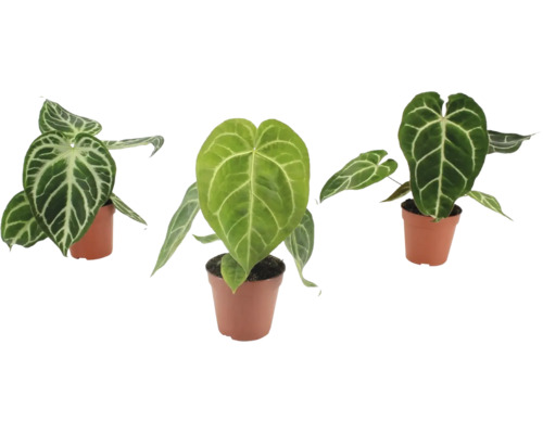 Drie Anthurium Crystallinum planten met hartvormige bladeren en opvallende witte bladnerven in plastic potten.