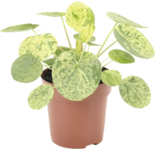 Pilea peperomioides Variegata kamerplant in pot met ronde, gevlekte bladeren.