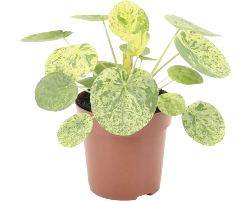 Pilea peperomioides Variegata kamerplant in pot met ronde, gevlekte bladeren.