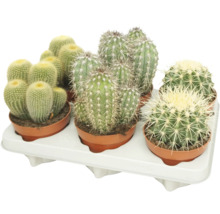 Set met diverse cactussen in kleine kunststof potten op een witte plantenschaal