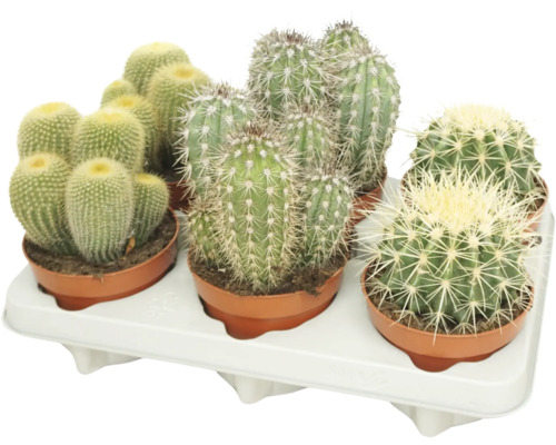 Set met diverse cactussen in kleine kunststof potten op een witte plantenschaal