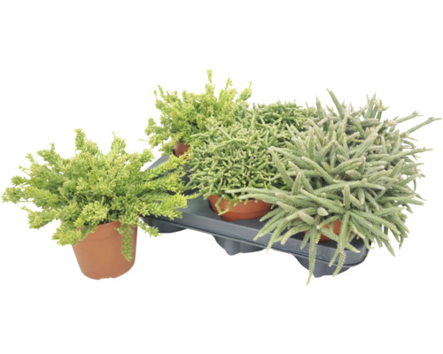 Set van drie verschillende vetplanten of Sedum planten in terracotta potten op een kunststof schaal