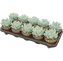 Een tray met twaalf Echeveria vetplanten in kleine plastic potjes voor kamerplant decoratie.