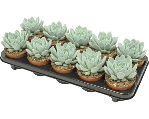 Een tray met twaalf Echeveria vetplanten in kleine plastic potjes voor kamerplant decoratie.