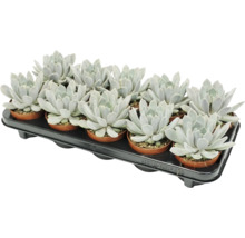 Set van 12 Echeveria vetplanten in kleine plastic potjes op een zwarte transporttray.