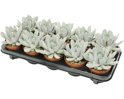 Set van 12 Echeveria vetplanten in kleine plastic potjes op een zwarte transporttray.