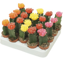 Een dienblad met meerdere kleine, kleurrijke geënte cactussen in kunststof potten.
