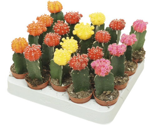 Een dienblad met meerdere kleine, kleurrijke geënte cactussen in kunststof potten.