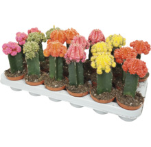 Set van veelkleurige Gymnocalycium cactussen in kunststof potten op een plantenplateau.