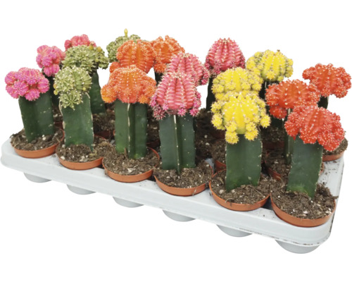 Set van veelkleurige Gymnocalycium cactussen in kunststof potten op een plantenplateau.