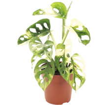 Monstera Adansonii Variegata kamerplant in pot met gaten in het blad