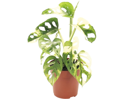 Monstera Adansonii Variegata kamerplant in pot met gaten in het blad