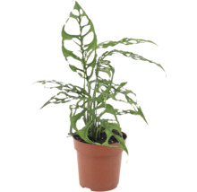 Monstera obliqua kamerplant met karakteristieke gaten in de bladeren in een kunststof pot