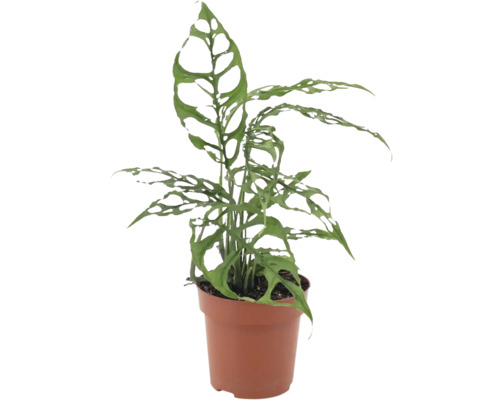 Monstera obliqua kamerplant met karakteristieke gaten in de bladeren in een kunststof pot