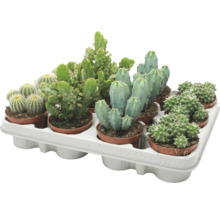 Diverse soorten cactussen in een kunststof transporttray als set kamerplanten