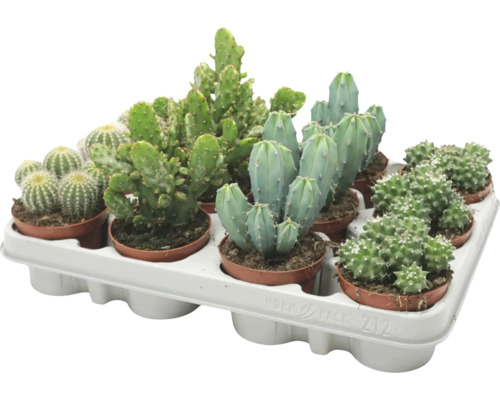 Diverse soorten cactussen in een kunststof transporttray als set kamerplanten