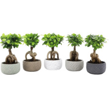Vijf Ficus Ginseng bonsai planten in gestructureerde bloempotten met zichtbare wortels.