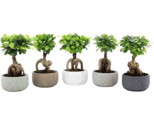 Vijf Ficus Ginseng bonsai planten in gestructureerde bloempotten met zichtbare wortels.