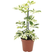 Schefflera arboricola kamerplant in kunststof pot met plantensteun