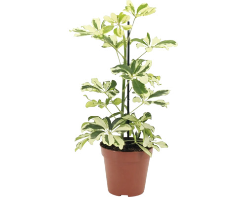 Schefflera arboricola kamerplant in kunststof pot met plantensteun
