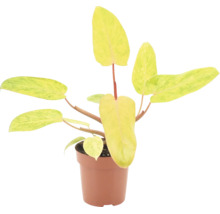 Philodendron Ring of Fire kamerplant in een kunststof pot