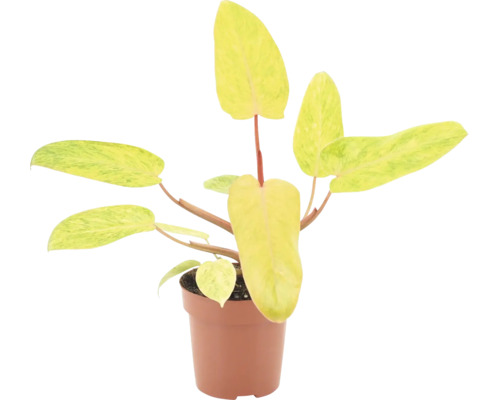 Philodendron Ring of Fire kamerplant in een kunststof pot