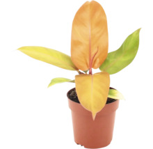 Philodendron plant in een kunststof pot