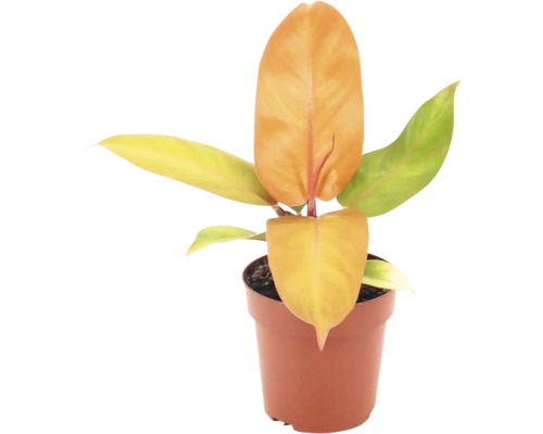 Philodendron plant in een kunststof pot