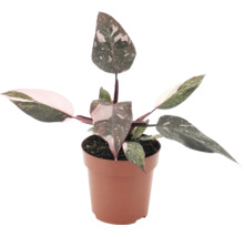 Philodendron Pink Princess in een kunststof pot als kamerplant met gevarieerde bladeren.