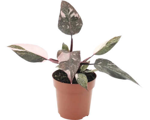 Philodendron Pink Princess in een kunststof pot als kamerplant met gevarieerde bladeren.