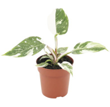 Philodendron White Princess in een kunststof pot