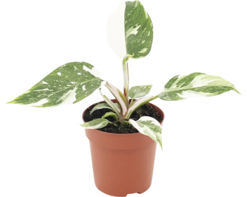 Philodendron White Princess in een kunststof pot