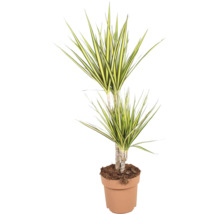 Dracaena marginata kamerplant in pot met lange spitse bladeren