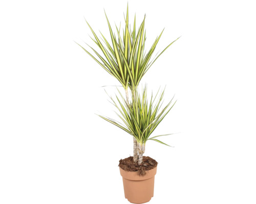 Dracaena marginata kamerplant in pot met lange spitse bladeren