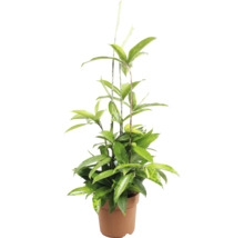 Dracaena surculosa Gold Dust kamerplant in een ronde kweekpot.