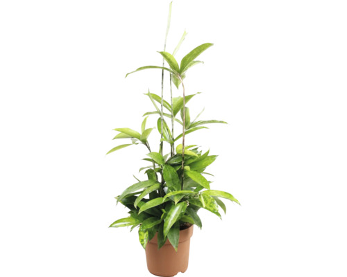 Dracaena surculosa Gold Dust kamerplant in een ronde kweekpot.