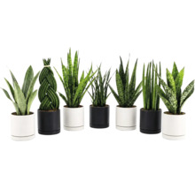 Set van diverse Sansevieria planten in moderne cilindervormige plantenpotten voor kamerbeplanting