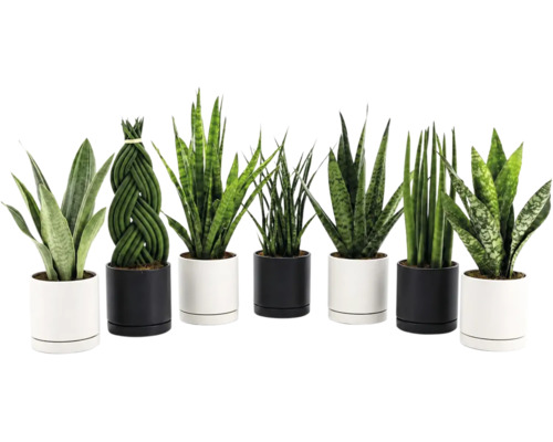 Set van diverse Sansevieria planten in moderne cilindervormige plantenpotten voor kamerbeplanting