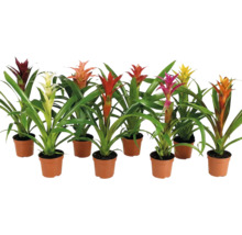 Set van acht verschillende bromelia's in kunststof potten met groene bladeren en kleurrijke schutbladeren als decoratieve kamerplanten.