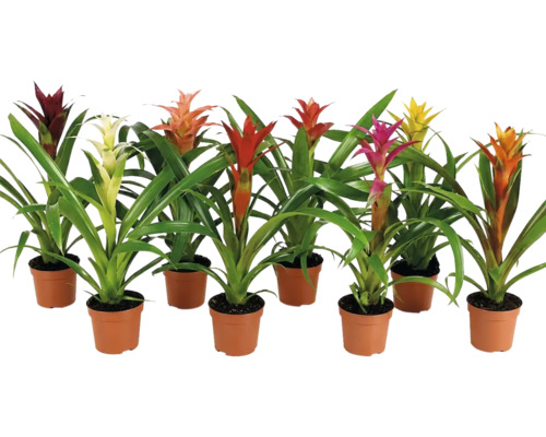Set van acht verschillende bromelia's in kunststof potten met groene bladeren en kleurrijke schutbladeren als decoratieve kamerplanten.