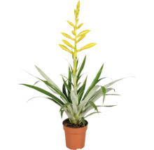 Kamerplant Vriesea met gele bloem in een plantenpot