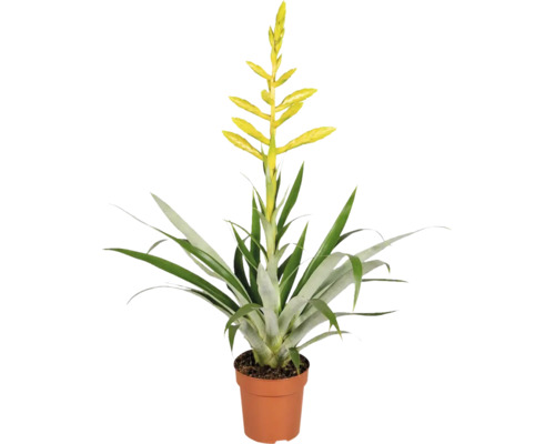 Kamerplant Vriesea met gele bloem in een plantenpot